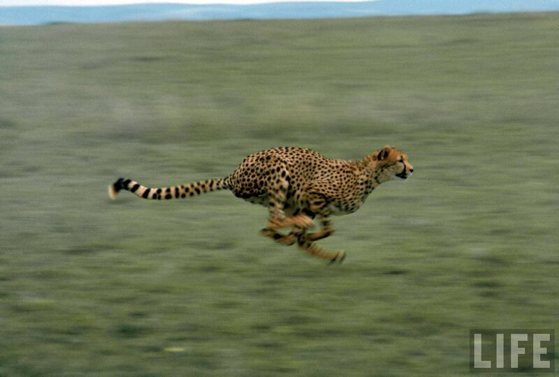 Cheetah Running — Green, Dynamic