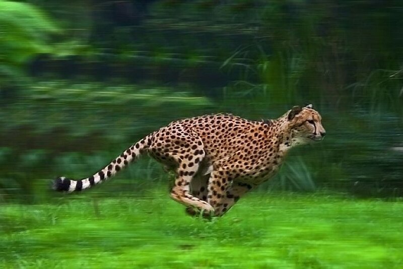 Cheetah Running — Green