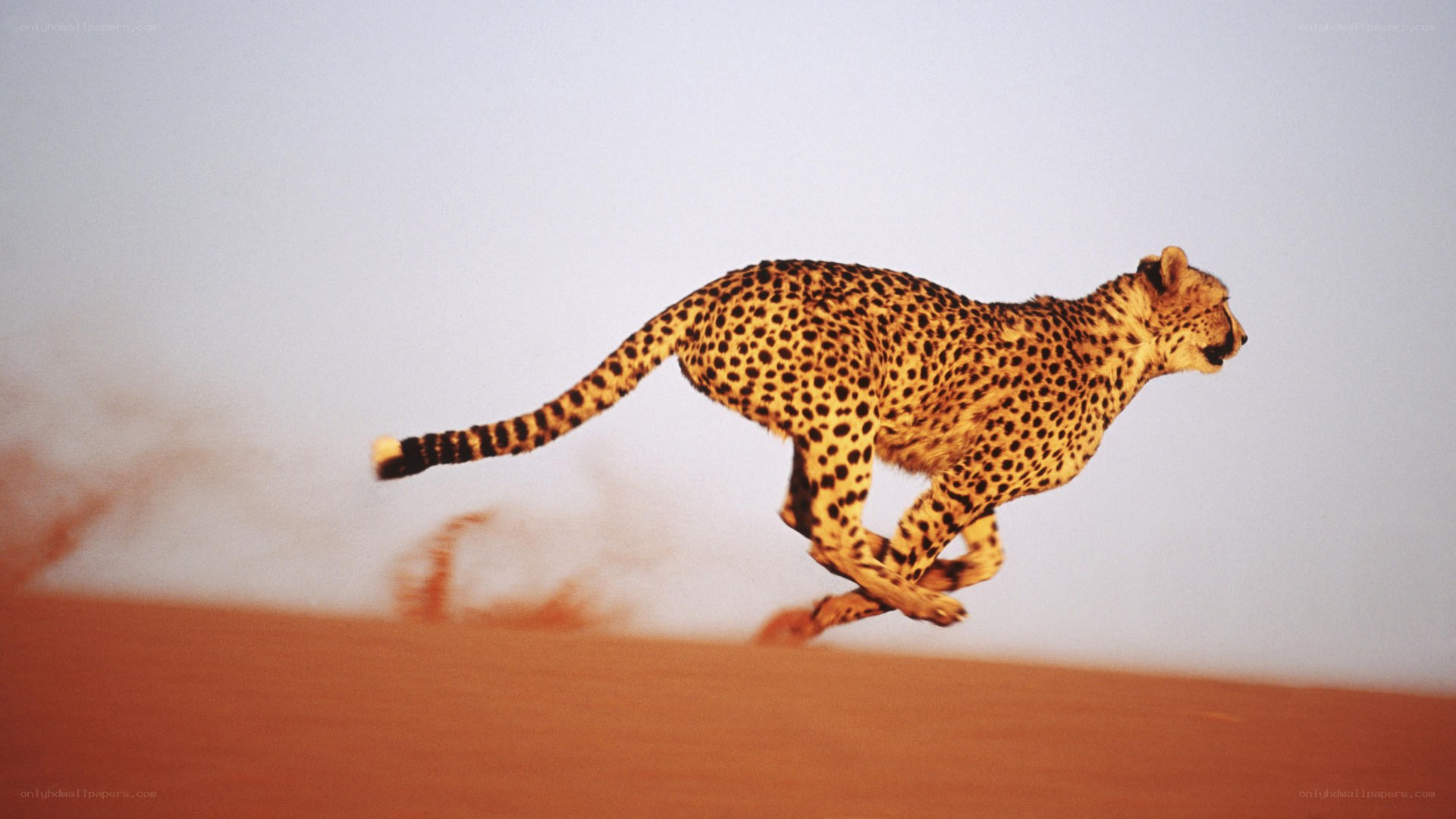cheetah running in desert