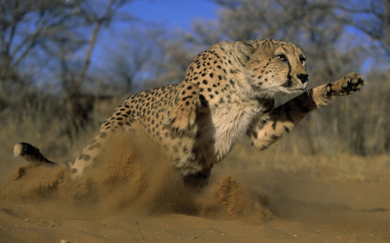 Cheetah Running in Dust