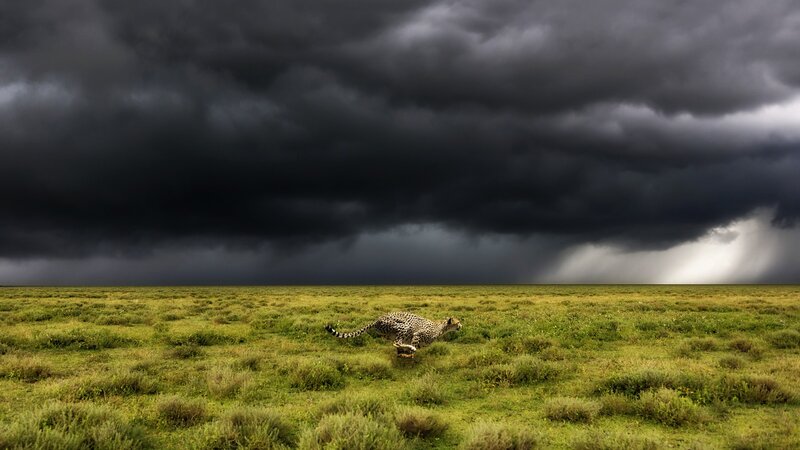 Cheetah Running in Field — Green, Dramatic, Afternoon