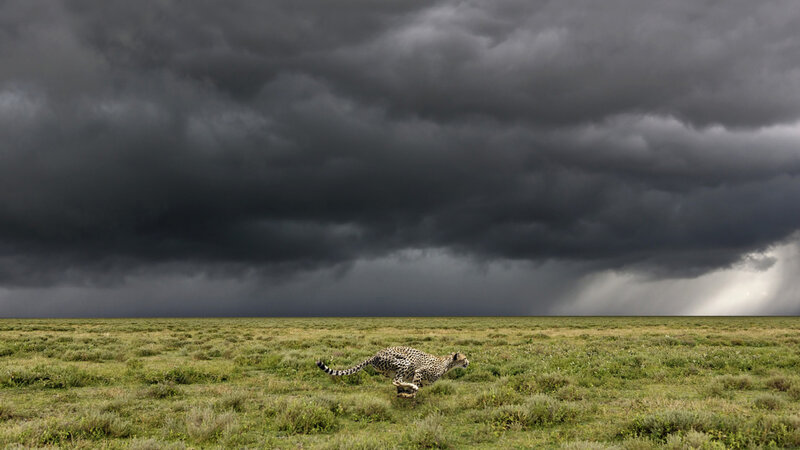 Cheetah Running in Field — Green, Dramatic