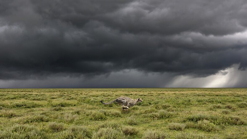 Cheetah Running in Field — Green