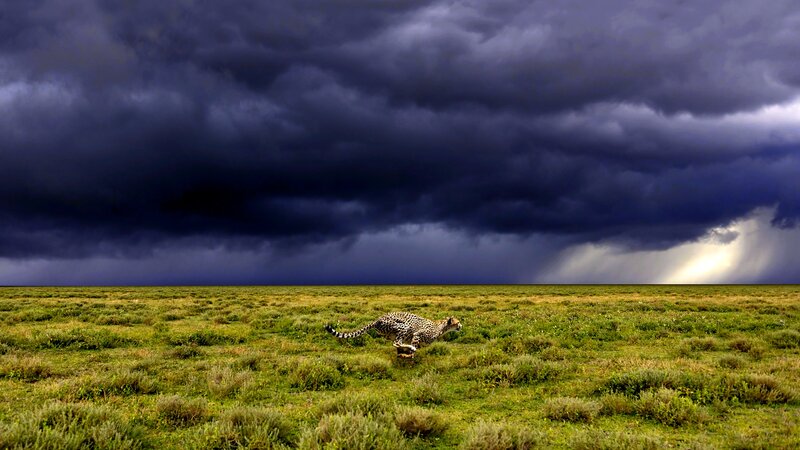 Cheetah Running in Field