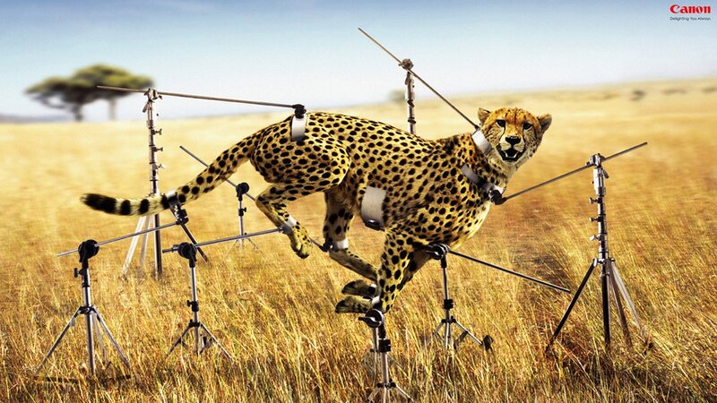Cheetah Running in Field — Yellow