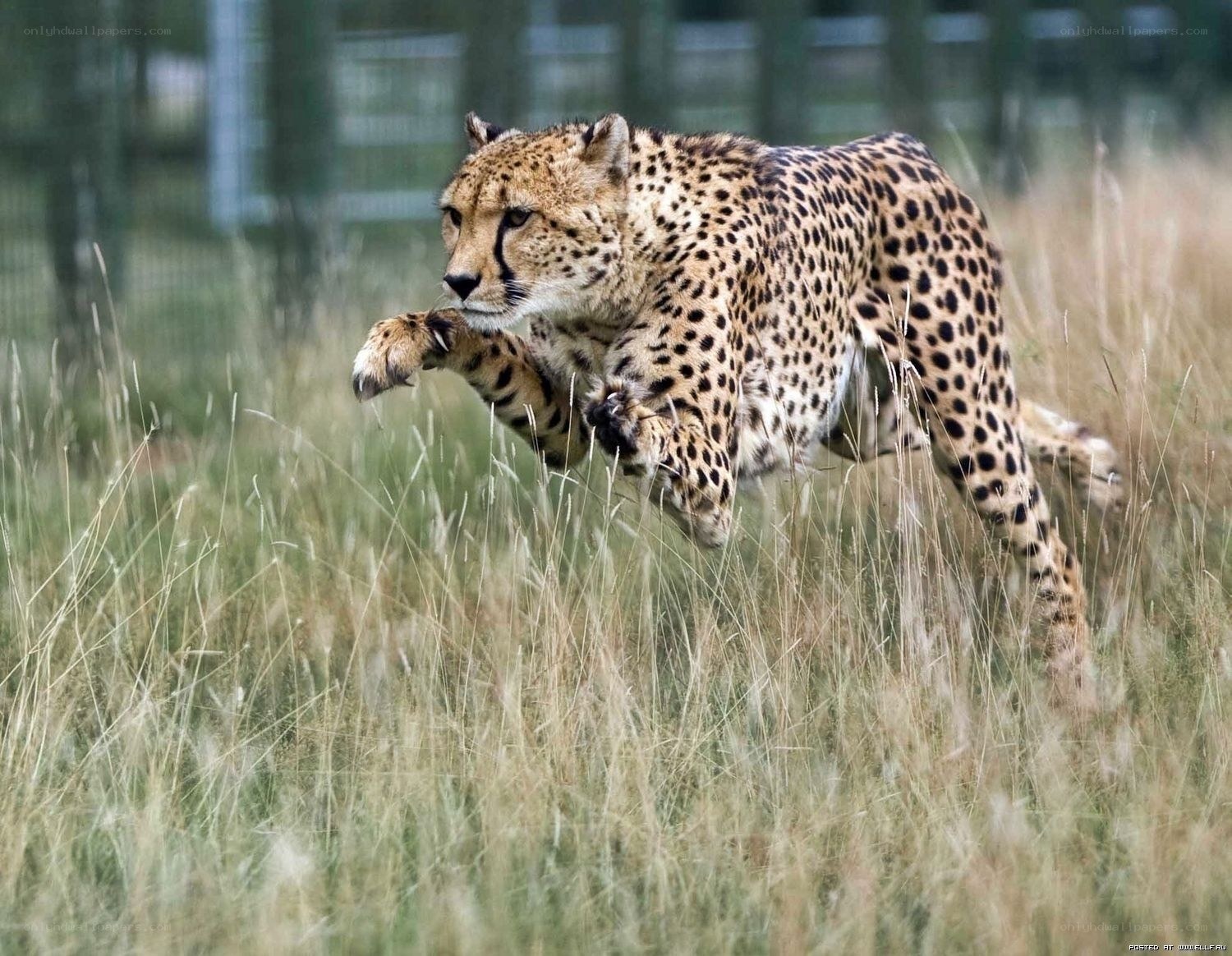 Cheetah running in grass
