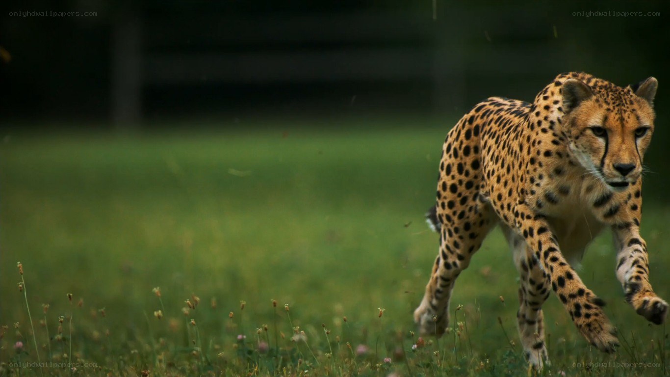 Cheetah running in grass