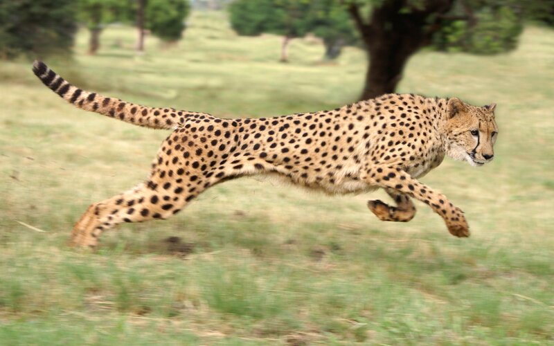 Cheetah Running in Grass — Green, Dynamic, Afternoon