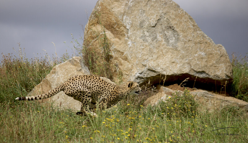 Cheetah Running in Grass — Green