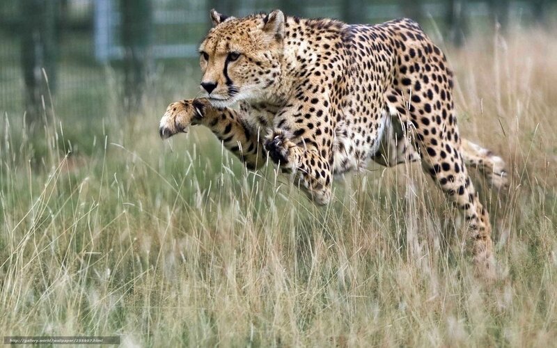 cheetah running in grass