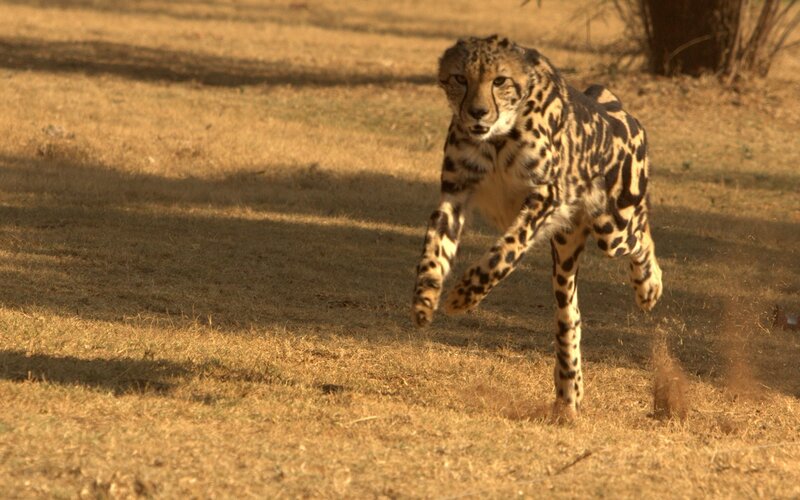 Cheetah running in savanna