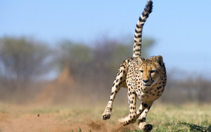 Cheetah running in savanna