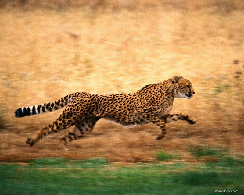 cheetah running in savanna