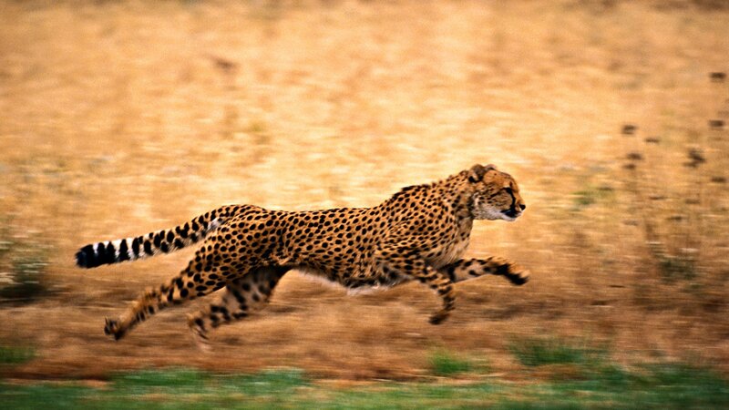 cheetah running in savanna
