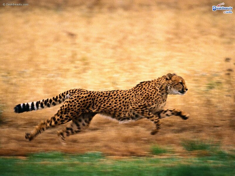 Cheetah running in savanna