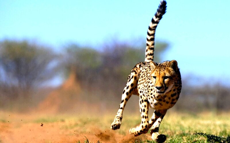 Cheetah running in savanna