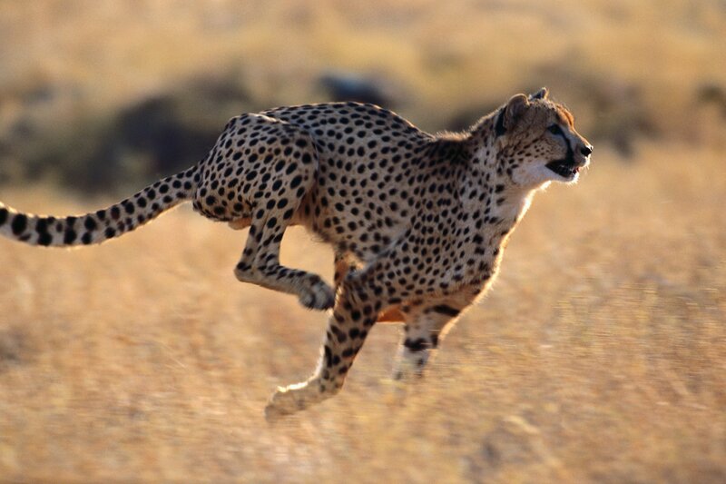 cheetah running in savanna