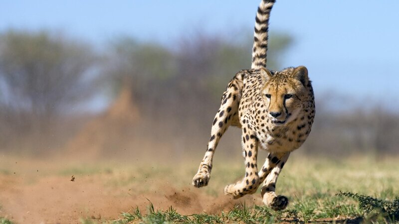 Cheetah running in savanna