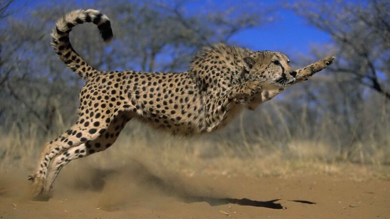 Cheetah running in savanna