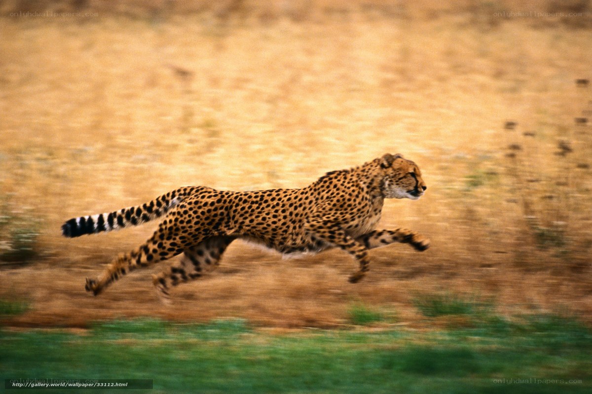 cheetah running in savanna