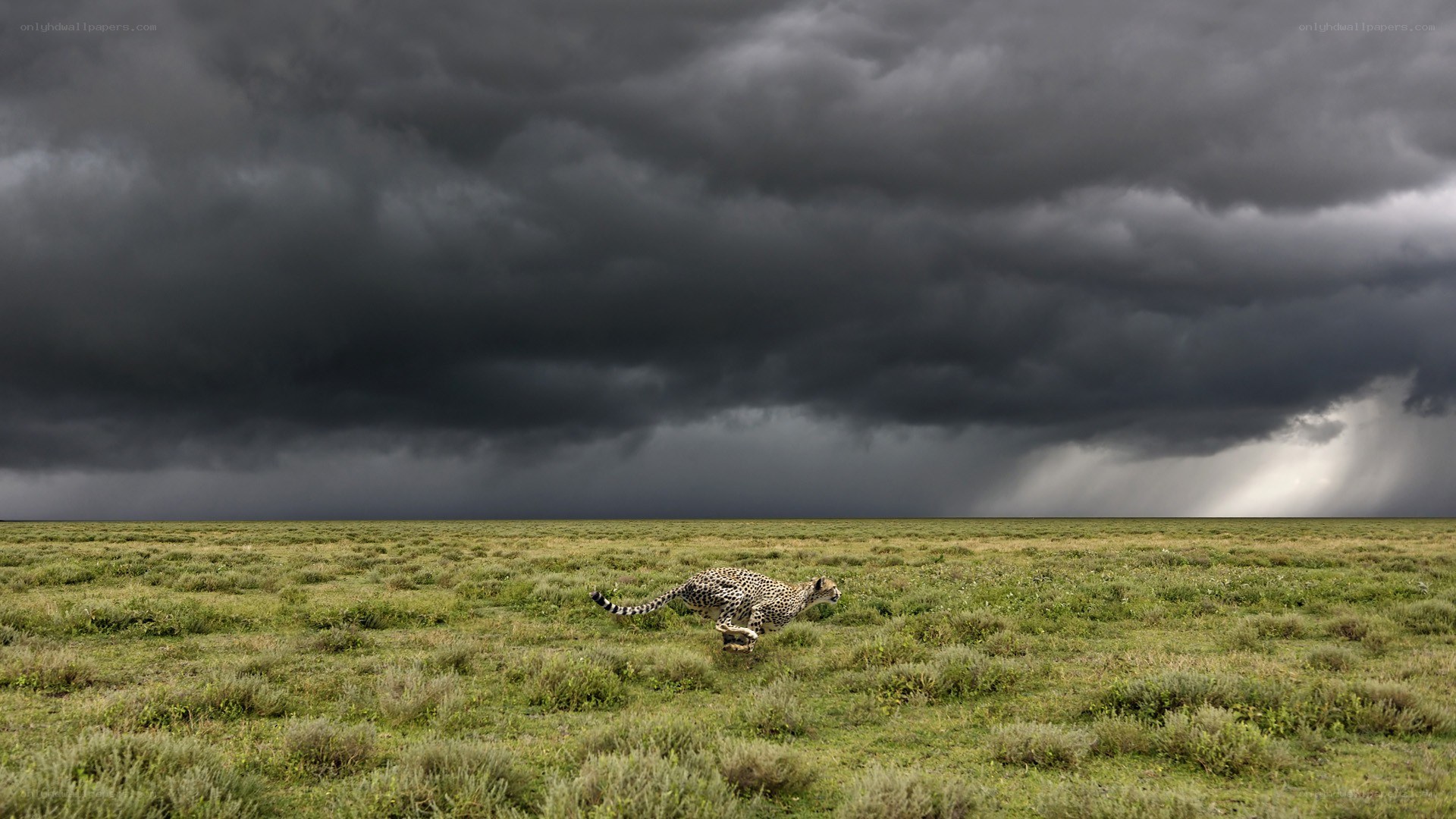 Cheetah running in storm