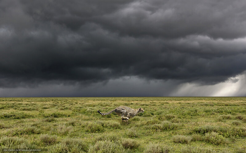 Cheetah running in storm