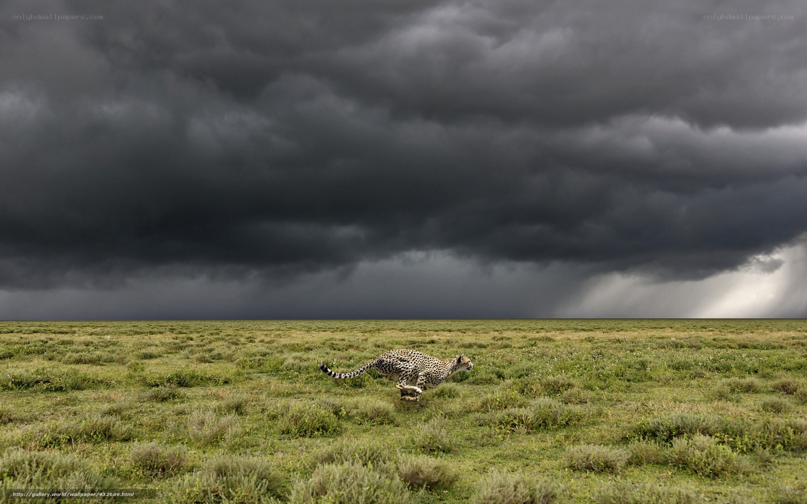 Cheetah running in storm