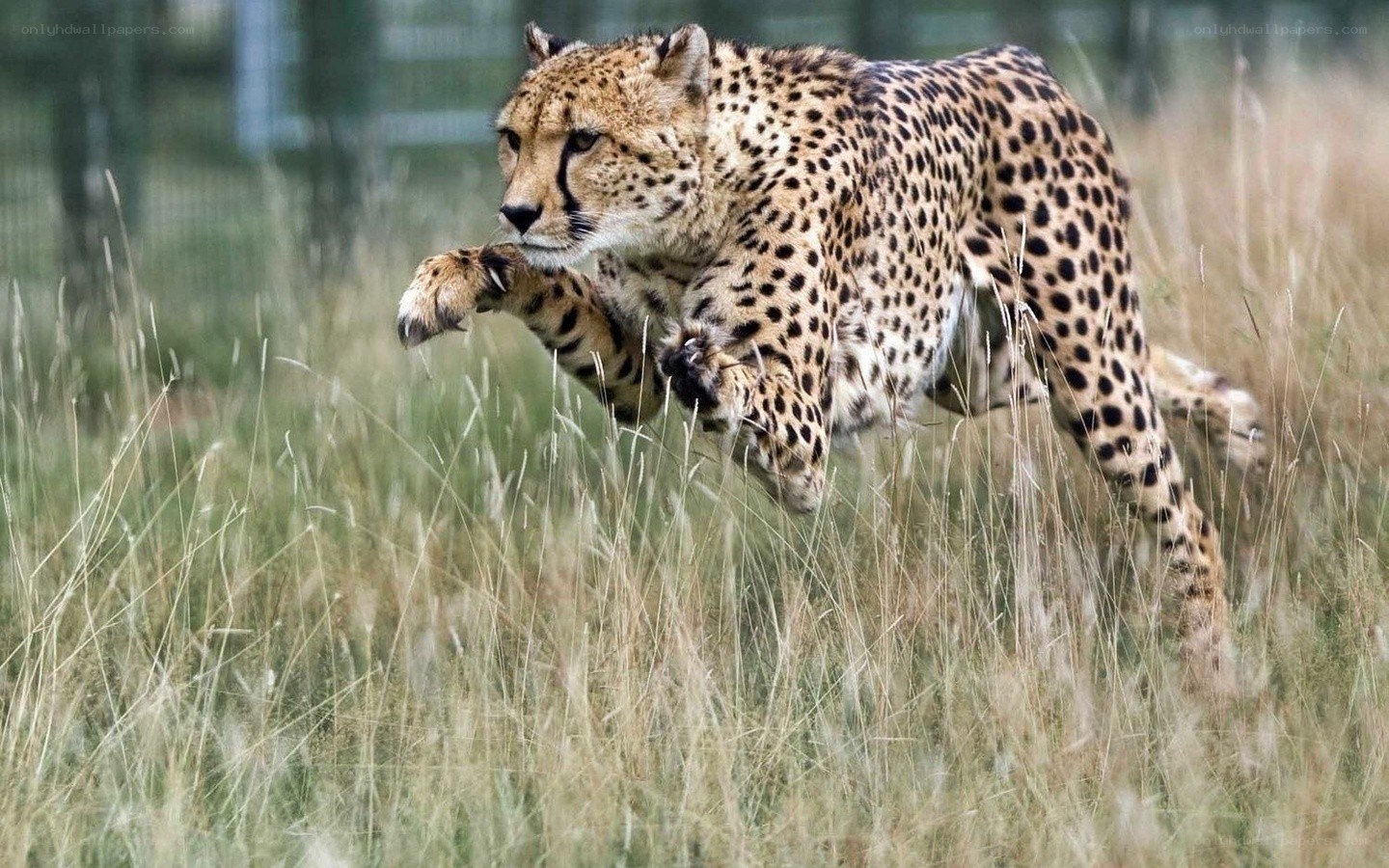 Cheetah running in tall grass