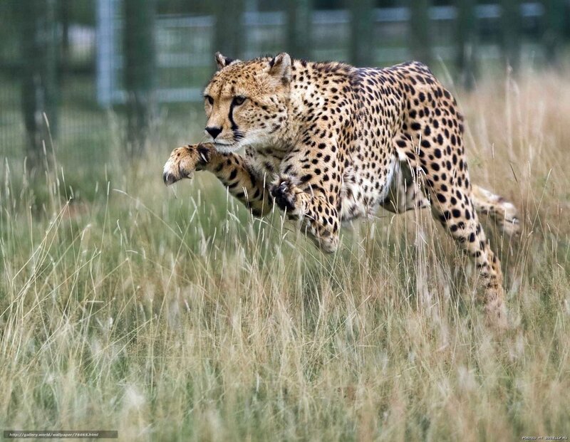 cheetah running in tall grass