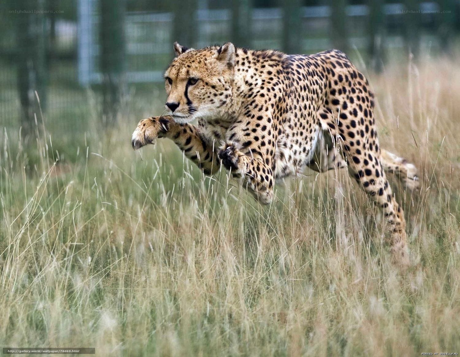 cheetah running in tall grass