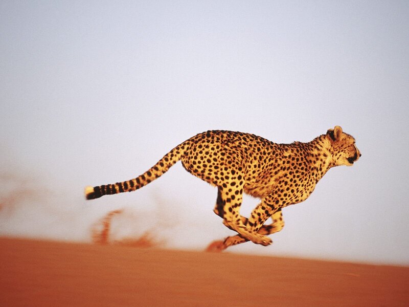 Cheetah running in the desert