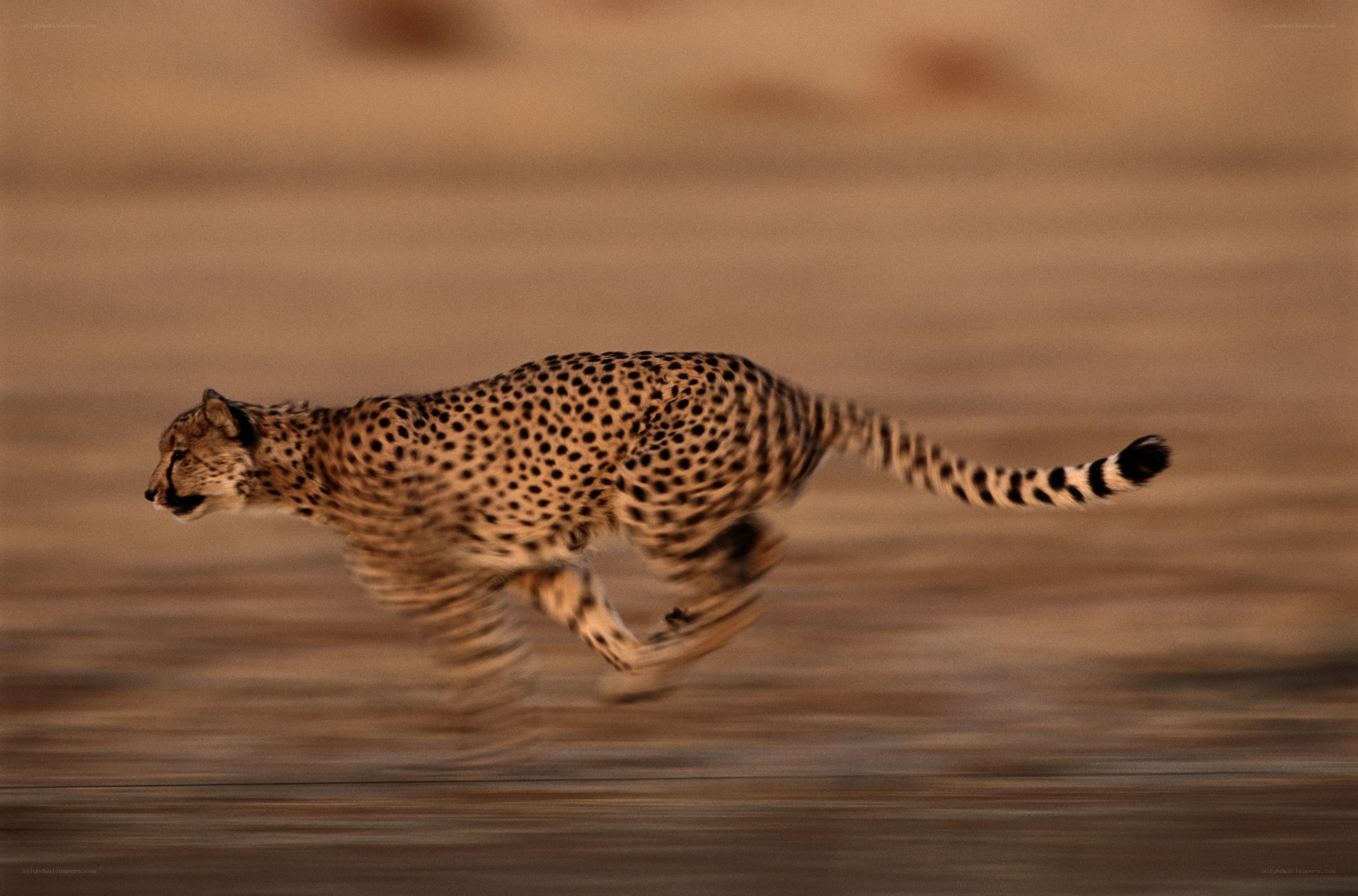 cheetah running in the wild