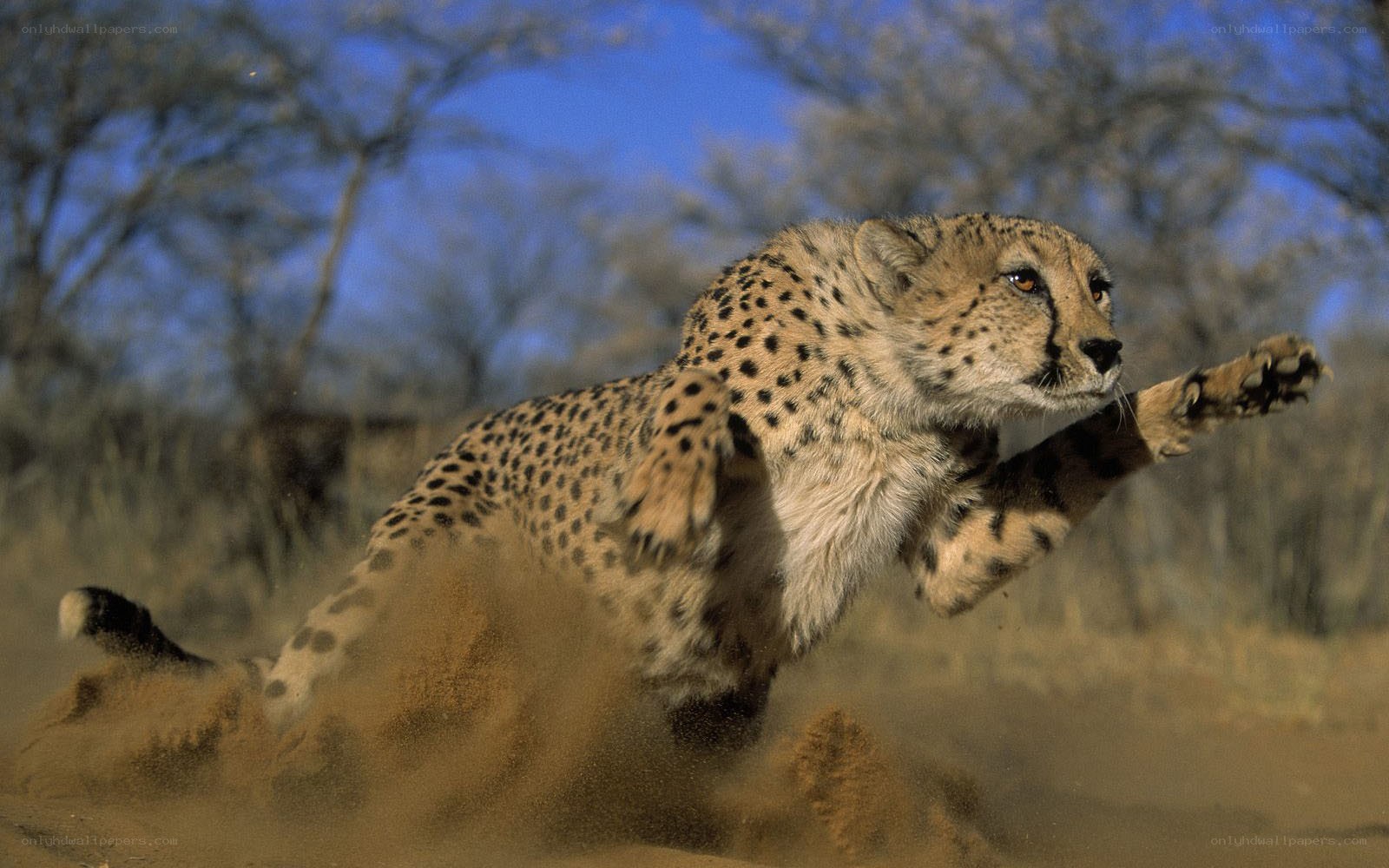 Cheetah running in the wild