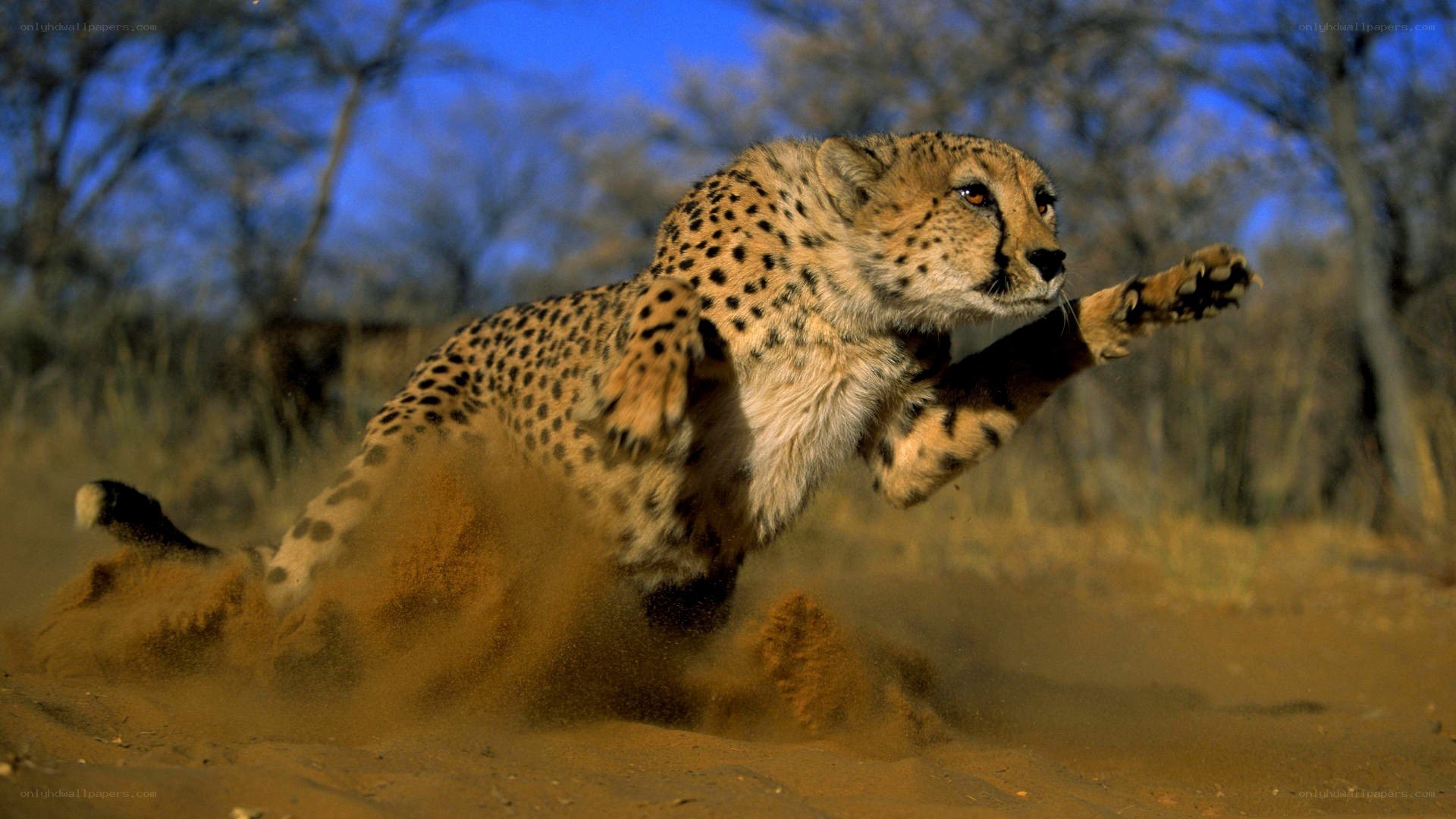 Cheetah running in the wild