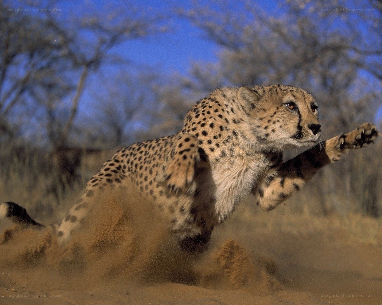 Cheetah running in the wild