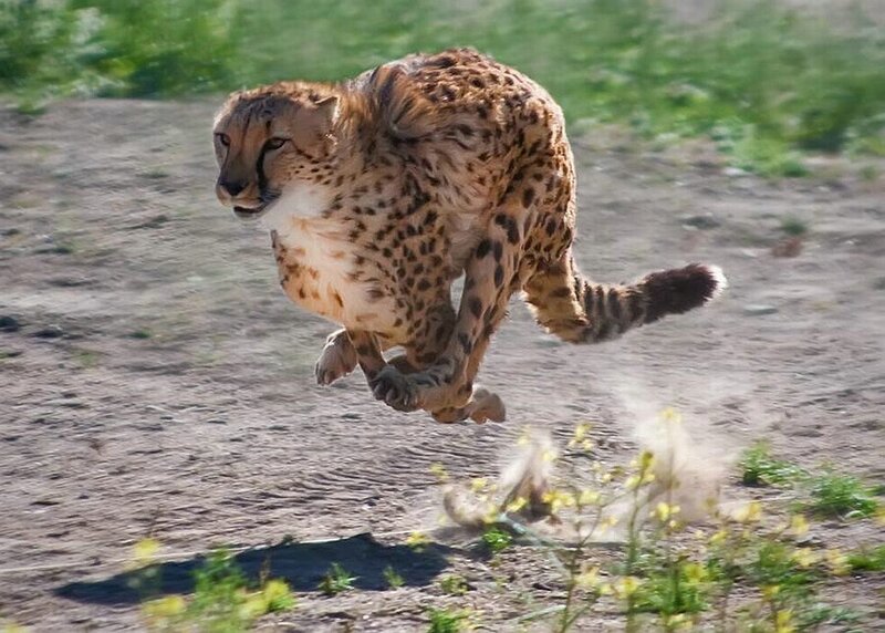 Cheetah running on dirt path