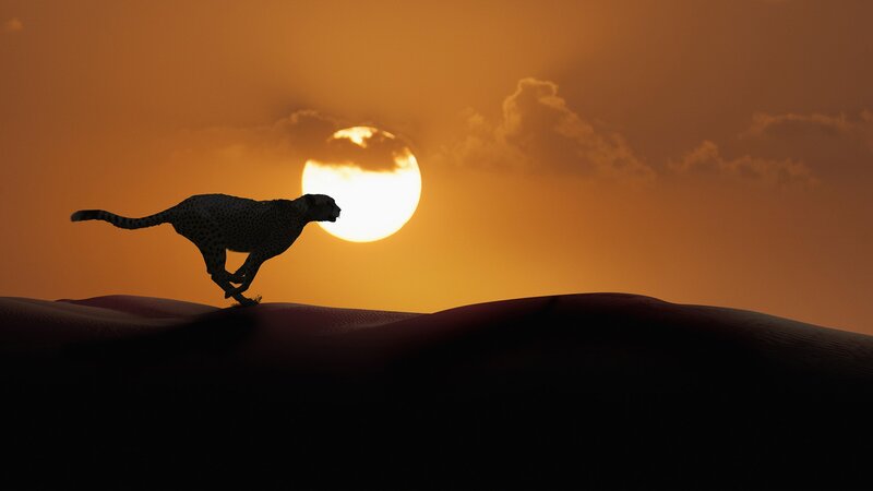 Cheetah Running on Dune