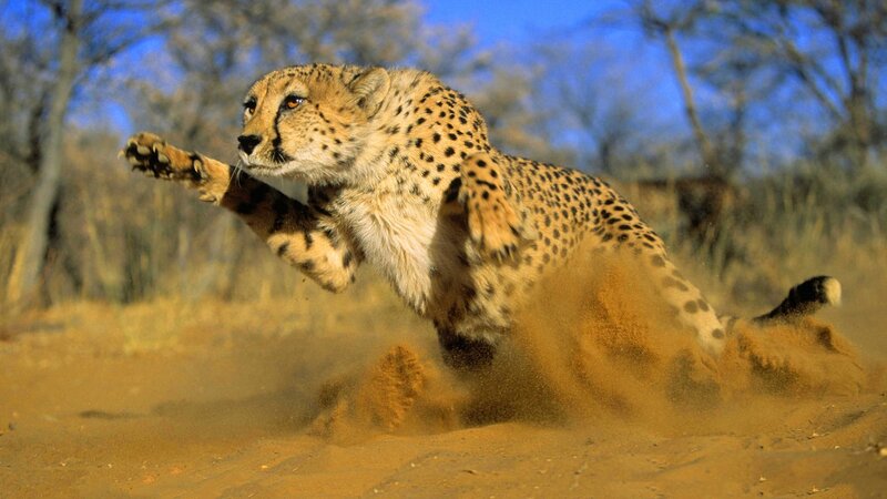Cheetah Running on Sand — Brown, Dynamic