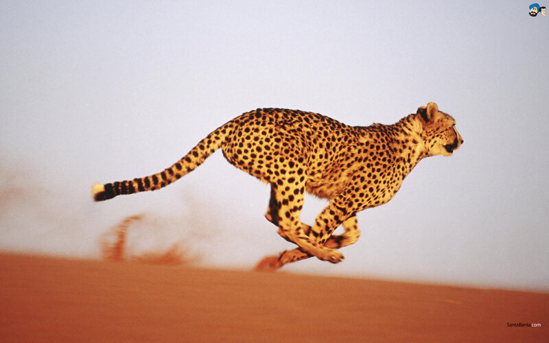 Cheetah Running on Sand — Brown