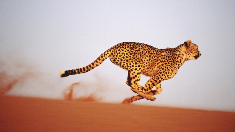 Cheetah Running on Sand — Orange