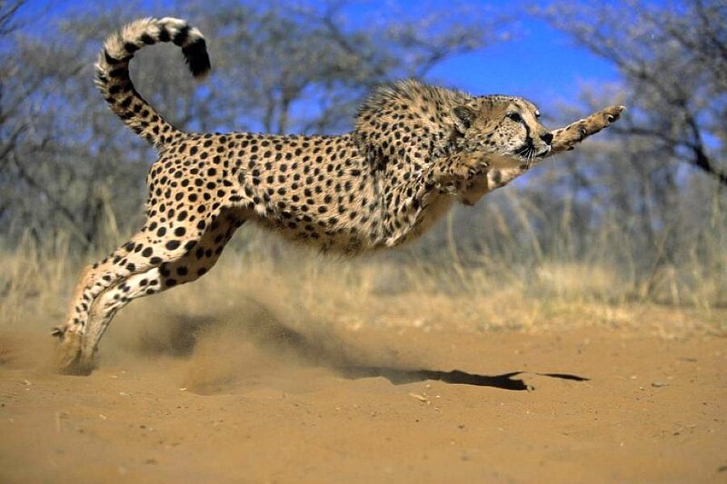 Cheetah Running on Sand