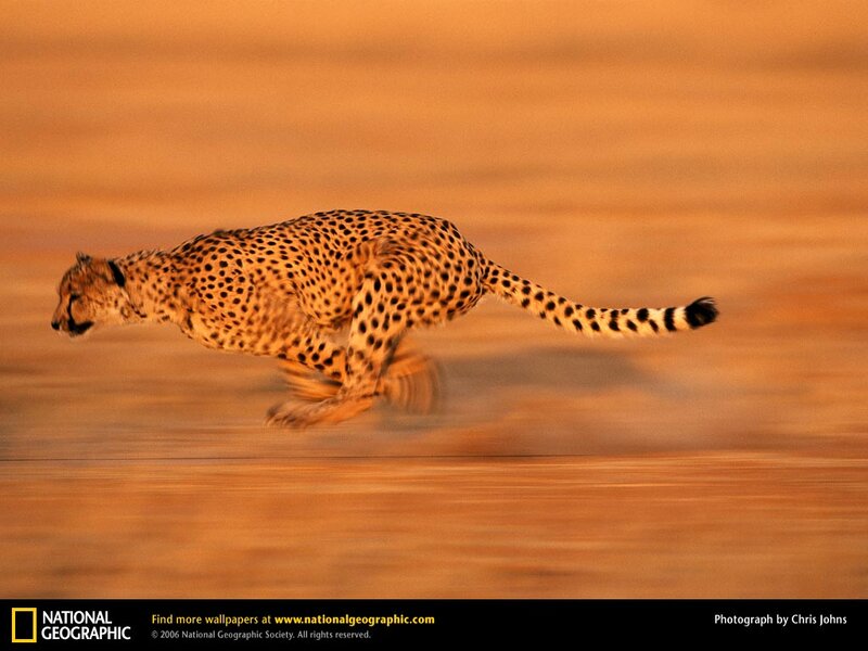 Cheetah Running — Orange