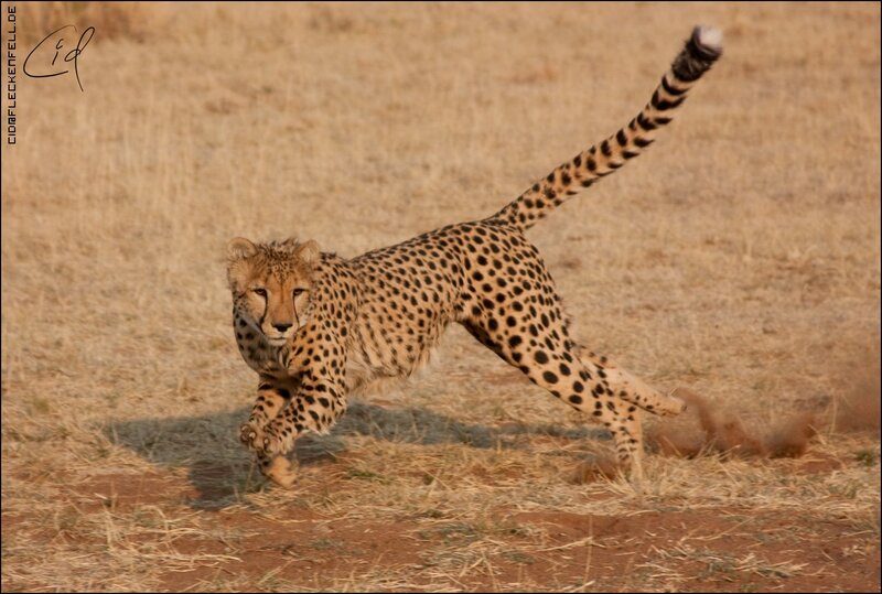 Cheetah Running — Tan, Dynamic, Afternoon, Photograph, Dry Grass