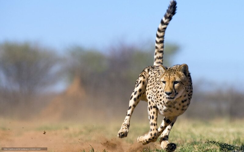 Cheetah Running — Tan, Dynamic, Afternoon