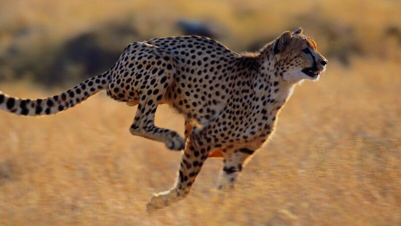 Cheetah Running — Tan, Dynamic, Sunset, Photograph, Grassland