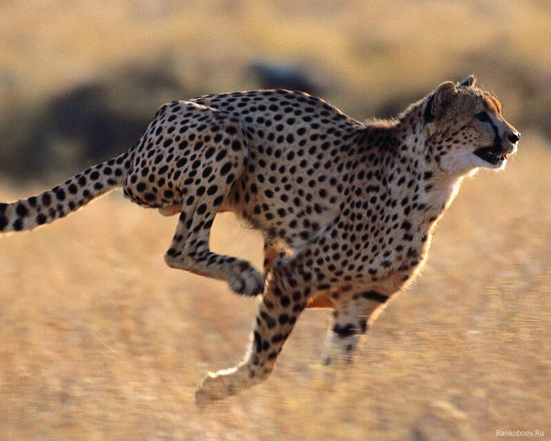 Cheetah Running — Tan, Dynamic, Sunset, Photograph
