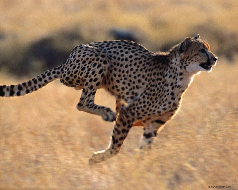 Cheetah Running — Tan, Dynamic, Sunset