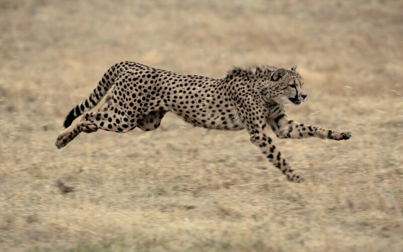 Cheetah Running — Tan, Dynamic