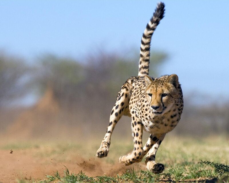 Cheetah Running — Tan