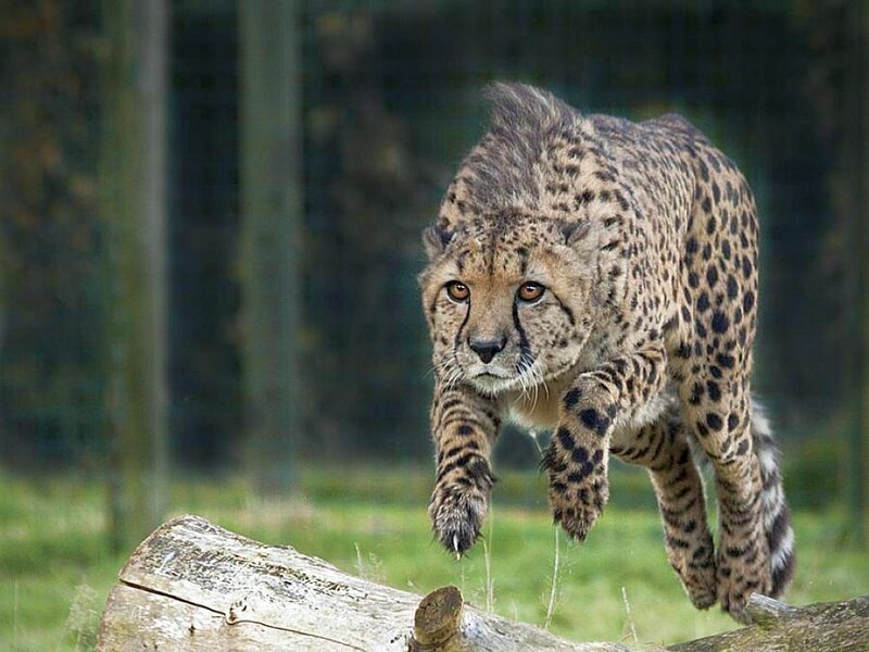 Cheetah Running